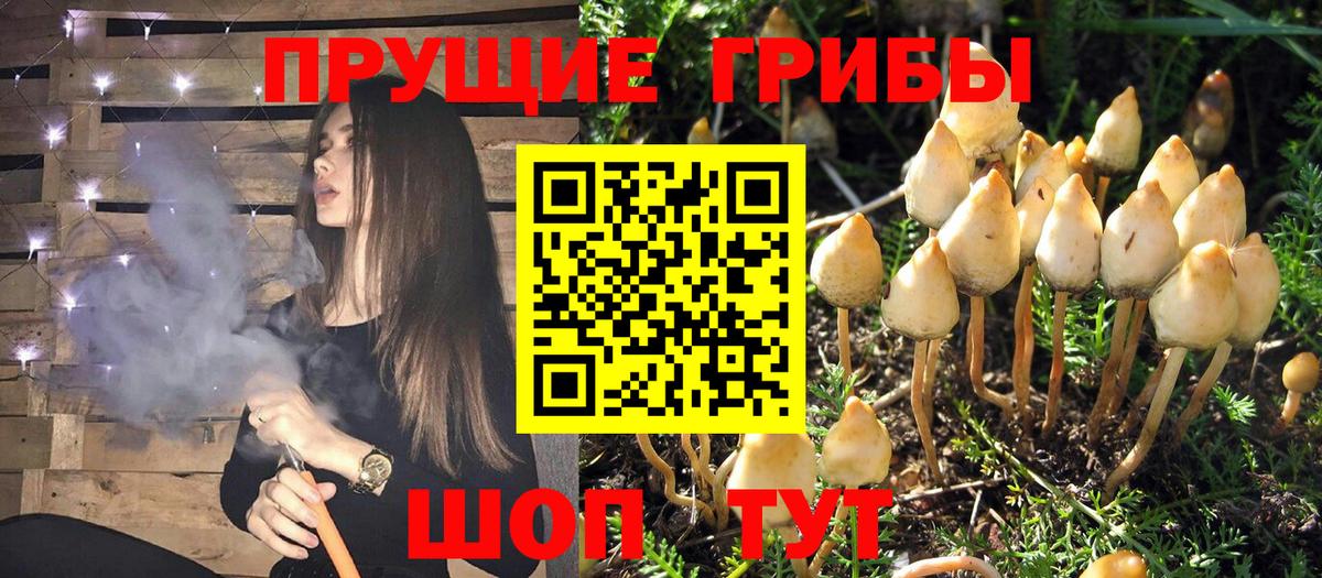 наркошоп  Галлюциногенные грибы Psilocybine cubensis  Барабинск  Вход с VPN  Псилоцибиновые грибы прущие грибы 